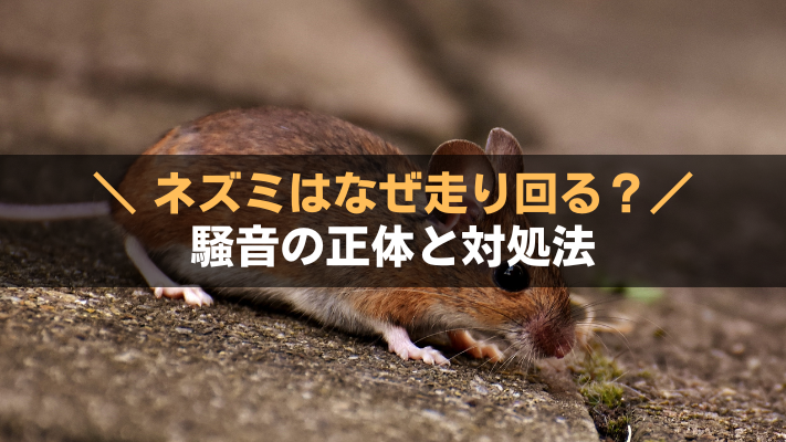ネズミが走り回る理由とは？騒音の正体と対処法アイキャッチ