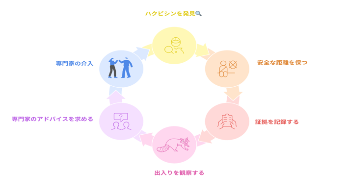 ハクビシンを見つけたらどうする？正しい初期対応は？